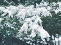 Pine tree leaves covered snow Royalty Free Stock Photo