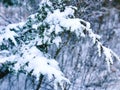Pine tree leaves covered with snow Royalty Free Stock Photo