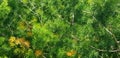 pine tree leaves, Fir tree lunch close up. Shallow focus. Brunch of fluffy fir trees close up. Christmas wallpaper concept. Copy