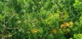 pine tree leaves, Fir tree lunch close up. Shallow focus. Brunch of fluffy fir trees close up. Christmas wallpaper concept. Copy