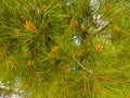 Pine tree leaves forest background Royalty Free Stock Photo