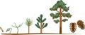 Pine tree life cycle