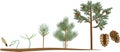 Pine tree life cycle. Plant growin from seed to mature pine tree with cones Royalty Free Stock Photo