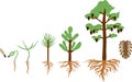 Pine tree life cycle