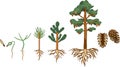 Pine tree life cycle