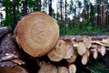 Pine tree logs in forest after clearing of plantation in forest. Raw timber from felling site. Cut trees logs. Stacks of cut wood