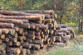 Pine tree logs in forest. Freshly cut tree logs piled up. Cut felled logs Royalty Free Stock Photo