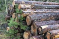 Pine tree logs timber in the forest. Royalty Free Stock Photo