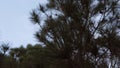 Pine Tree with long needles and Pine Cones. Lova nagle slow motion shot