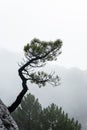 Pine tree at Los Picarazos 1,450 m., rock formations, Villaverde de Guadalimar, Sierra de Alcaraz y del Segura