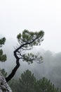 Pine tree at Los Picarazos 1,450 m., rock formations, Villaverde de Guadalimar, Sierra de Alcaraz y del Segura