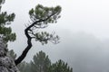 Pine tree at Los Picarazos 1,450 m., rock formations, Villaverde de Guadalimar, Sierra de Alcaraz y del Segura