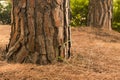 Pine tree lower trunk on forest floor