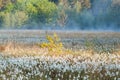 Pine tree on marsh at misty morning Royalty Free Stock Photo