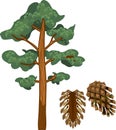 Pine tree with mature seed cones on white background