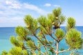 Pine tree at Mediterranean sea, Mallorca,  Balearic islands, Spain Royalty Free Stock Photo