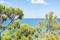 Pine tree at Mediterranean sea, Mallorca, Balearic islands, Spain Royalty Free Stock Photo