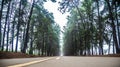 Pine tree mist road beautiful scene