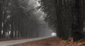 Pine tree mist road beautiful scene