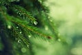 Pine tree with morning dew on the twig