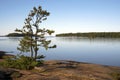 Pine Tree in Morning light at Killbear Provincial Park, Ontario Canada