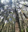 Pine tree of mount ngandong magelang