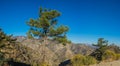 Pine Tree on Mountain Edge