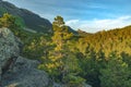 Pine tree on the mountain on forest background. Mountain landscape with pine tree forest with rocks in the foreground, blue sky Royalty Free Stock Photo