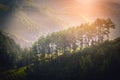 Pine tree on mountain near rice fields on terraced at sunrise Royalty Free Stock Photo