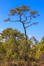 Pine Tree on the mountain. Royalty Free Stock Photo