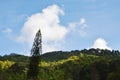 Pine tree with mountain and sky background in sunshine day Royalty Free Stock Photo