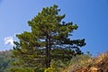 Pine tree on mountain Troglav at late summer Royalty Free Stock Photo