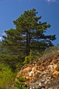 Pine tree on mountain Troglav at late summer Royalty Free Stock Photo