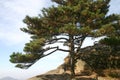 Pine tree on mountainside Royalty Free Stock Photo