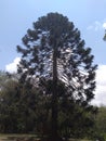 Pine tree. Nairobi aboretum is a collection of numerous tree species