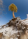 Pine tree with naked roots Royalty Free Stock Photo