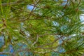 Pine tree needle close-up Royalty Free Stock Photo