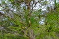 Pine tree needle close-up Royalty Free Stock Photo