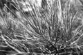 Pine tree needle close-up Royalty Free Stock Photo