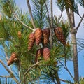 Pine tree with needle leaves and cones against blue sky in Israel Royalty Free Stock Photo