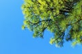 Pine-tree