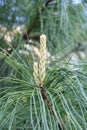 Pine tree needles close up on nature green backgound.