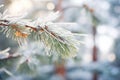 pine tree needles coated with ice in freezing zone Royalty Free Stock Photo