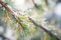 pine tree needles coated with ice in freezing zone Royalty Free Stock Photo