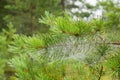 Pine tree needles with dew at spider web