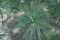 Pine tree needles, Green, Tree, Outside