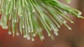 Pine Tree Needles In Sunlight With Rain Drops On Needles. Coniferous Twig With Drop Of Water. Close up. Royalty Free Stock Photo