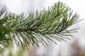 Pine tree needles with water drops close-up Royalty Free Stock Photo