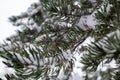 Pine Tree Needles during the Winter Royalty Free Stock Photo