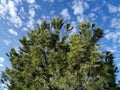 Pine tree with new flowers over cloudy sky Royalty Free Stock Photo